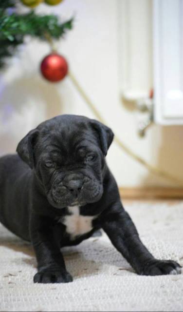 Cane Corso stenci