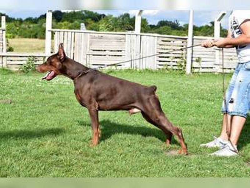 oglasi, Doberman tenci 