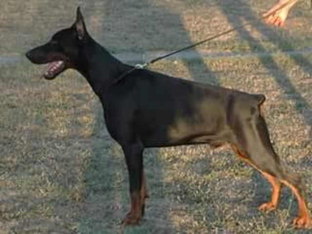 oglasi,  Doberman, prvobirano musko stene