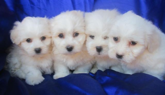 oglasi, COTON DE TULEAR (tulearski pas) stenad 