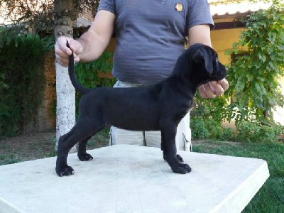 oglasi, Cane Corso, crno tene