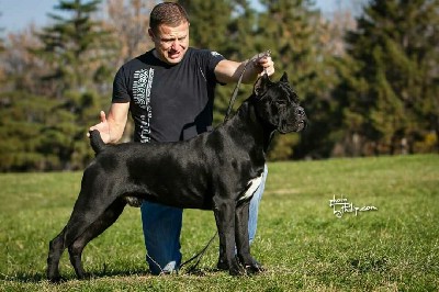 Cane Corso vrhunska tenad 