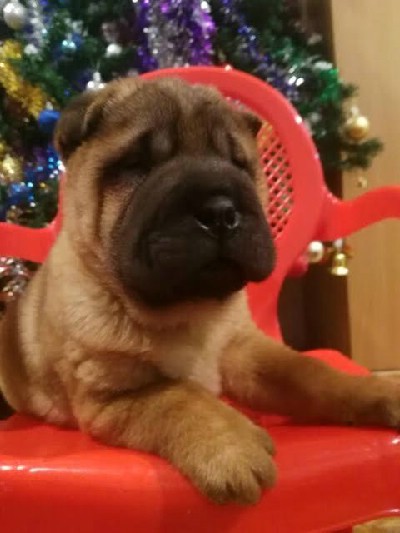 Sar-pej (Shar pei) tenci