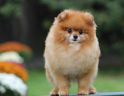 Pomeranac Boo muzjak 