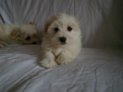 oglasi, Stenad Coton de ttulear