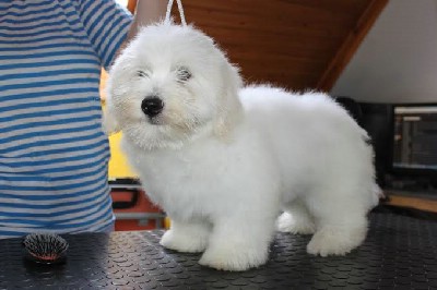 Coton de Tulear tenci