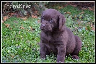 Vrhunski tenci Labrador retrivera 