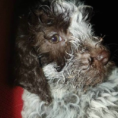 Lagotto romagnolo stenci