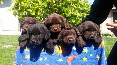 Labrador retriver stenci cokoladne boje