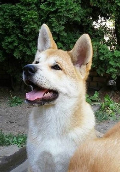 oglasi, Akita inu tenci