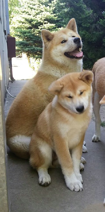 Akita inu enka na prodaju