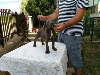 CANE CORSO 