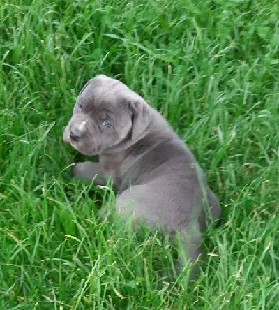 oglasi, Cane Corso