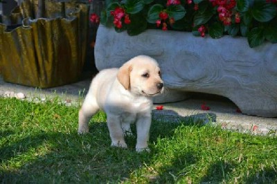 Labrador tenci