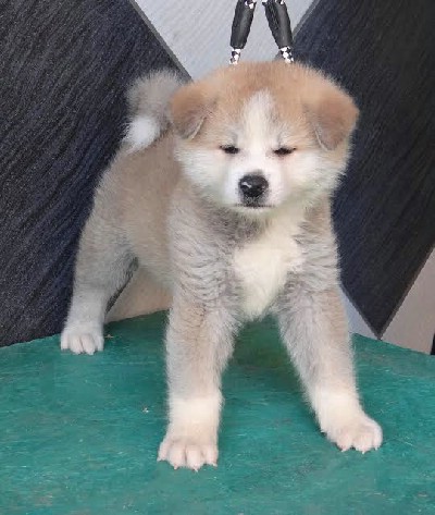 Prelepa akita inu !!