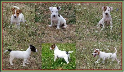 Jack russell terrier,ampionskog porekla