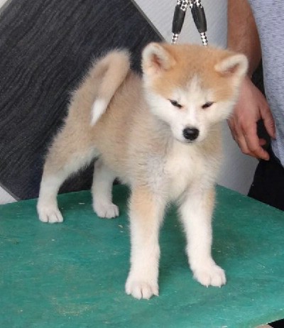 Akita Inu, prelepi stenci