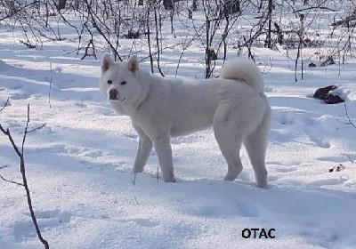 Akita inu tenci ampionskog porekla