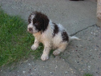 oglasi, Lagotto Romagnolo, tenci 