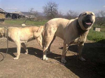 oglasi, Turski Kangal vrhunski stenci