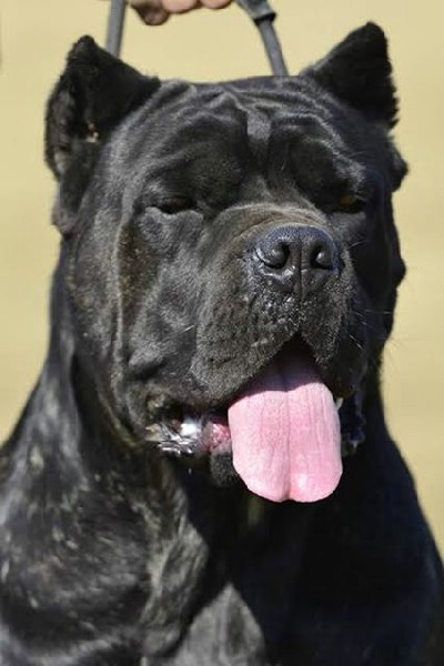 Cane Corso