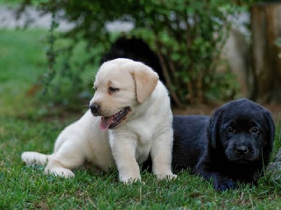 oglasi, Labrador retriver 