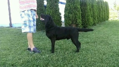 Labrador retriver slobodan za parenje 