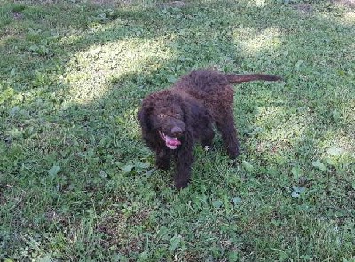 Lagotto Romagnolo stene na prodaju