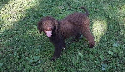 oglasi, Lagotto Romagnolo stene na prodaju