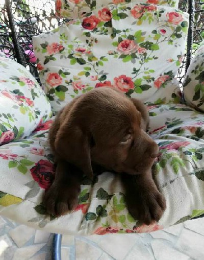 oglasi, Labrador retriver stenci braon boje