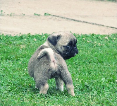 oglasi, Mops zensko tene na prodaju