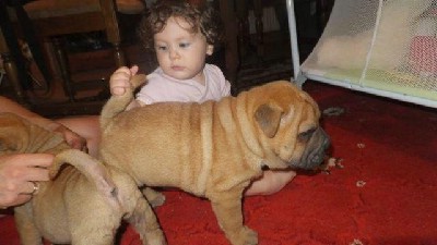 oglasi, ar pej (Shar pei) tenci 