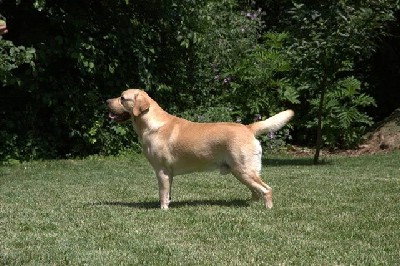 Labrador retriver, stenci