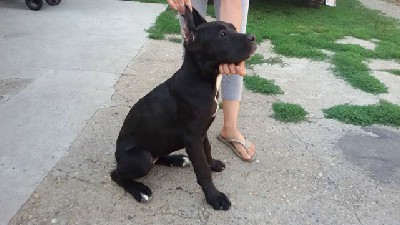 oglasi, Cane Corso