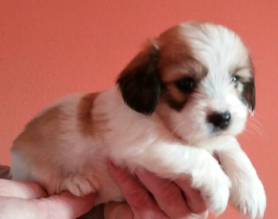 oglasi, coton de tulear