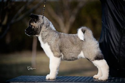 Americka akita