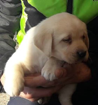 Labrador retriver, prelepi tenci