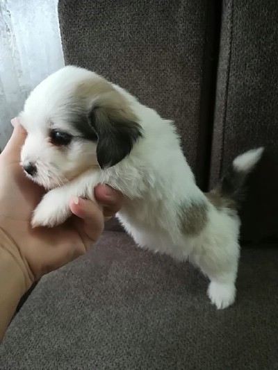 Coton de tulear 