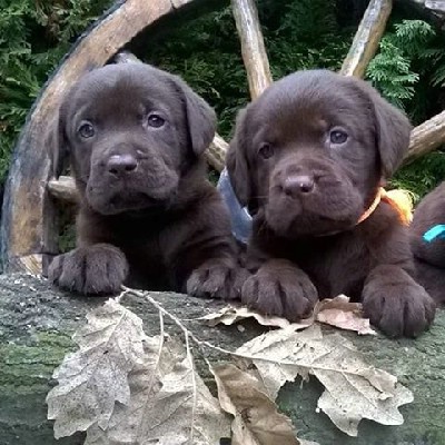 oglasi, Labrador Retriver tenci okoladne (brao