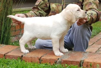 Labrador Retriver 