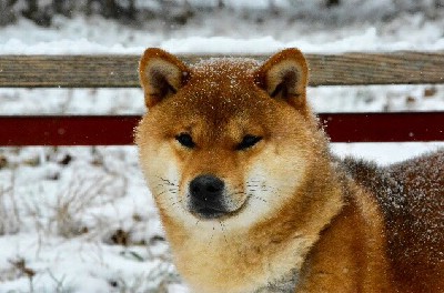 Na prodaju prelepi stenci rase Shiba Inu