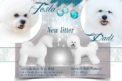 oglasi, Bichon Frise 