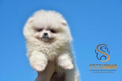 Pomeranac Boo prelepa mini zenka 