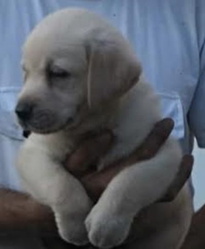 Labrador retriver  tenci