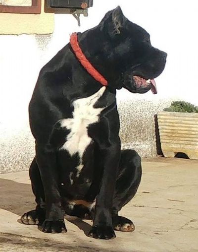 Cane Corso tenci od vrhunskih roditelja