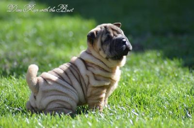 Shar Pei izvanredno leglo 