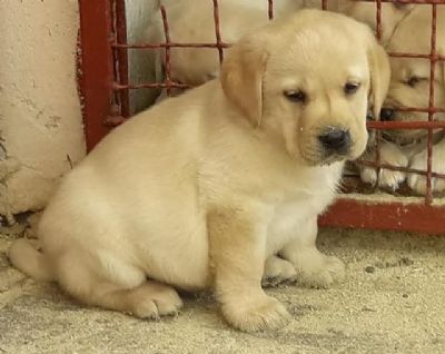 Labrador retriver  