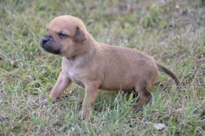 oglasi, PITBUL tenci