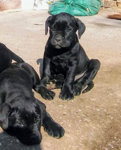 oglasi, Cane corso