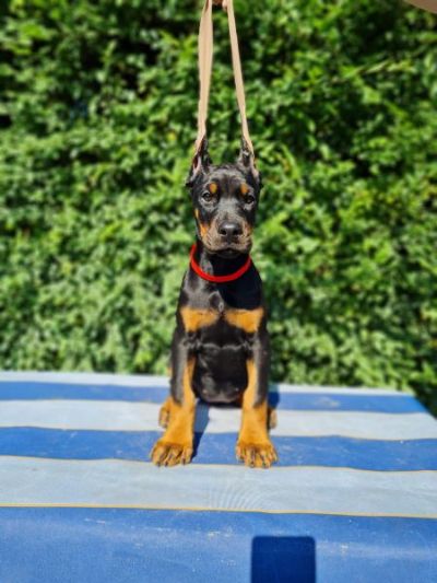 oglasi, Doberman